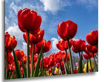 Red Tulip Field Against Blue Sky, Sunlit Spring Flowers, Vibrant Botanical Wall Art Print - Metal & Acrylic