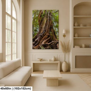 Massive ancient cedar tree with exposed roots and textured bark in a lush Pacific Northwest forest.