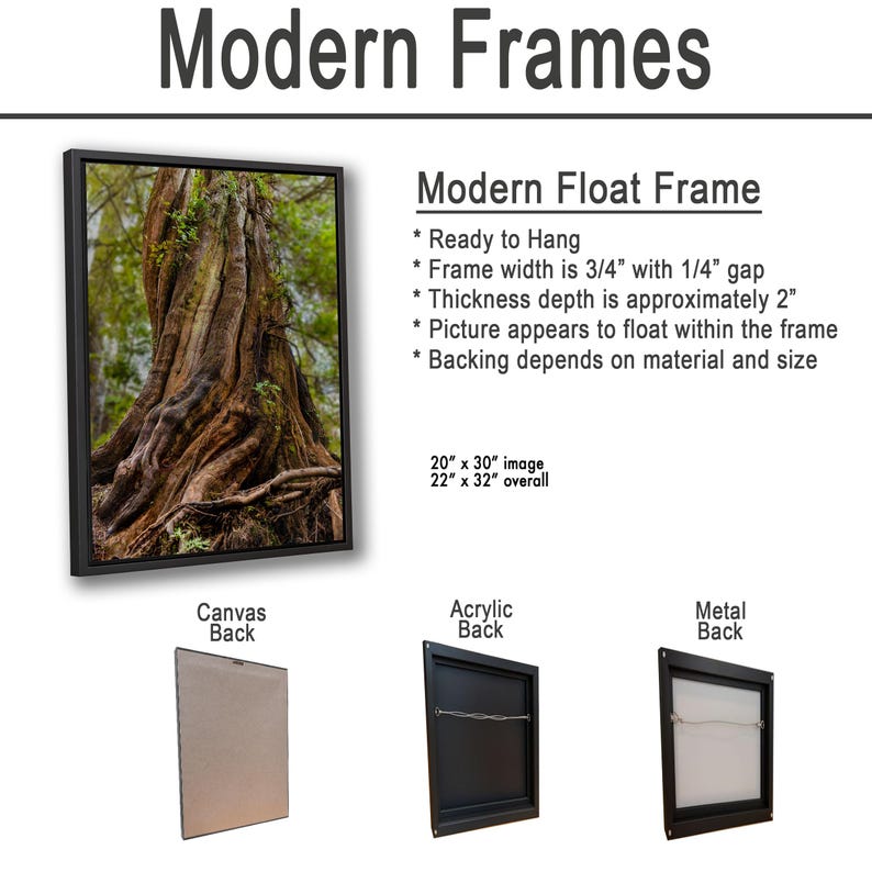 Sample of framed image and various backings showing an ancient cedar tree with twisting roots in an old-growth rainforest.