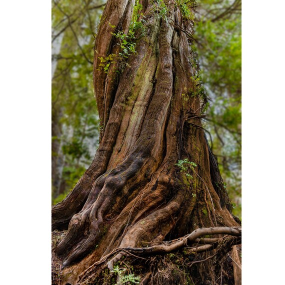 Giant Ancient Cedar Tree in BC Old Growth Temperate Forest Pacific Rim by Tofino Ucluelet Wall Art Print, Paper & Canvas