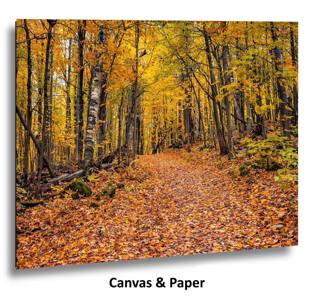 Autumn Forest Path, Golden Fall Foliage Landscape, Rustic Nature Decor ...