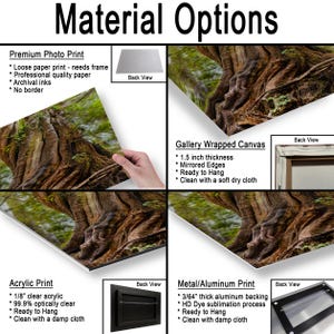 Available Material Options comparison image showing a towering ancient cedar tree with exposed roots surrounded by forest greenery.