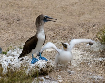 Blue Footed Booby Father & Chick Boobies  Galapagos Islands Ecuador, Canvas Photography