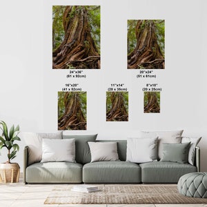 May include: Various sizes of framed art prints featuring a detailed image of a large tree trunk with exposed roots. The prints range from 8x10 inches to 24x36 inches. The tree's bark is a rich brown, and green foliage is visible.