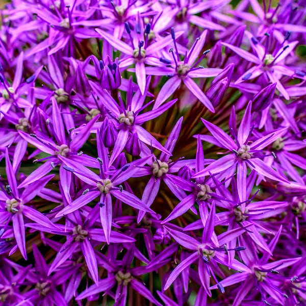 Riesige lila Allium Blume, lila Kugelblume, brillante Farbe botanische Kunst, Fotografie, Leinwand + Papier