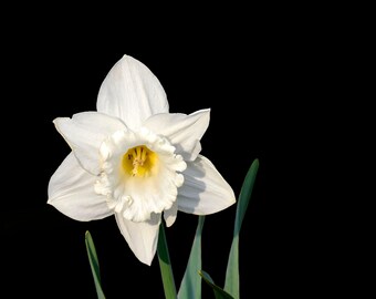 Impresión de flores de narciso blanco, fotografía floral de alto contraste, impresión botánica de arte mural, metal y acrílico