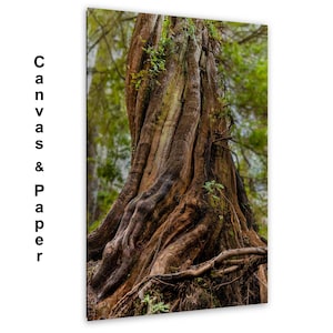 Massive ancient cedar tree with exposed roots and textured bark in a lush Pacific Northwest forest.