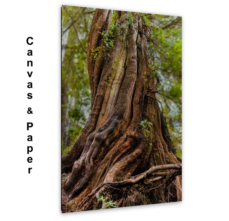 Massive ancient cedar tree with exposed roots and textured bark in a lush Pacific Northwest forest.