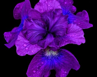 Purple Iris Flower with Rain Drops on Black Background, Brilliant Color Botanical Wall Art Print, Floral Photography, Canvas + Paper