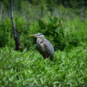 Great blue heron relaxing in the marsh