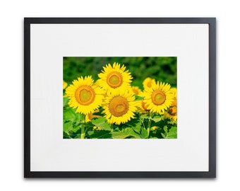 Sunflower photograph