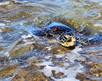 Sea turtle photo for digital download