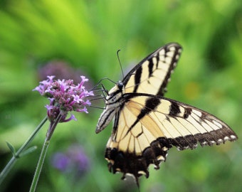 Yellow swallowtail butterfly