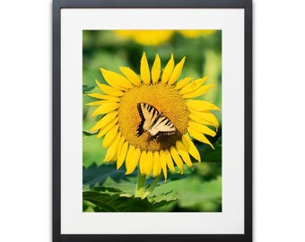 Sunflower and butterfly photograph