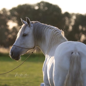 Op de afbeelding: Een wit paard met een lange, vloeiende manen en staart staat in een weiland en kijkt naar de zijkant. Het paard draagt een halster en is vastgemaakt aan een touw.