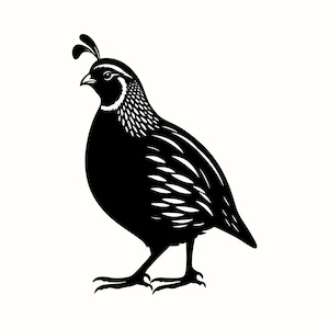 Quail SVG, Quail Silhouette PNG, Wild Bird Clipart, Game Bird Vector Art Print, California Quail Decal, California State Bird Laser Cut File