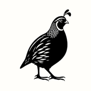 Quail SVG, Woodland Bird Silhouette PNG, Forest Animal Vector, Rustic Wildlife Decor, California State Bird Printable, Digital Art Downlod