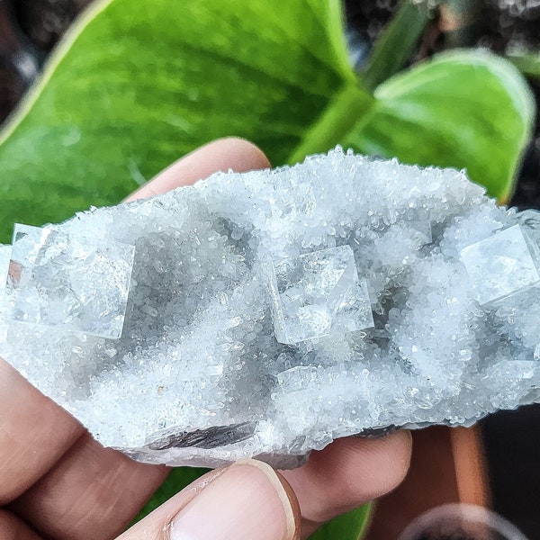 Glass Clear Fluorite Cubes on Quartz Bed - From Zhejiang