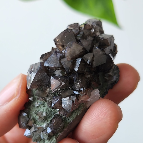Dense Scheelite Cluster on Chlorite, Quartz, and Hubernite - From Yaogangxian