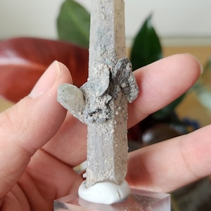 Rare Quartz Point with Hematite Rosette Blade - From Inner Mongolia