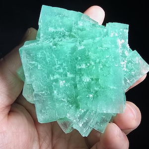 Puede incluir: Un vibrante grupo de cristales de fluorita verde translúcido. El espécimen mineral está compuesto por múltiples cristales cúbicos, sostenidos en una mano contra un fondo negro. La fluorita tiene un brillo vítreo y una forma geométrica llamativa.