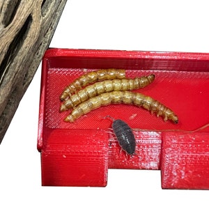 Insect Feeding Dish With Ramps - Isopod Millipede Crickets Roaches Feeding Dish/Tray - CTW Pets™