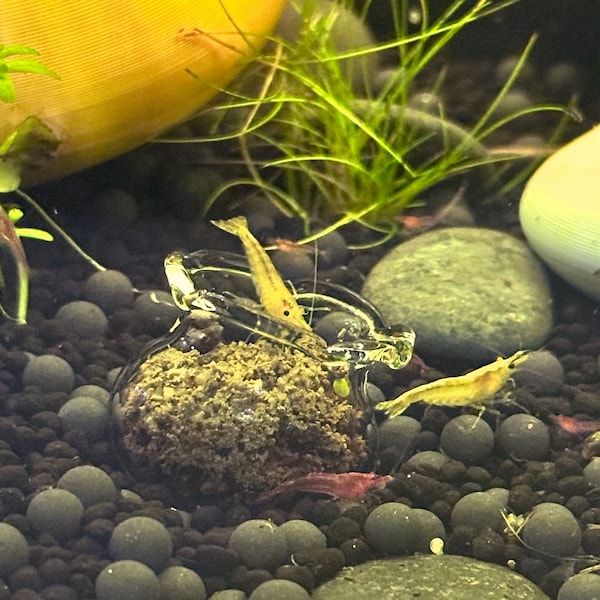 Glass Shrimp Feeding Bowl | Shrimp Food Bowl Holder