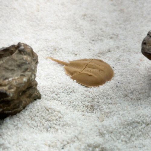 Nano Horseshoe Crab Aquarium & Terrarium Decor Etsy