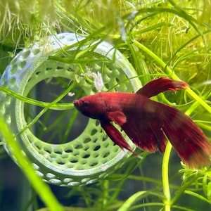 Betta Bulb Hide | Organic Betta Rest Fish Tank Ornament | CTWPets™