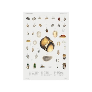 Puede incluir: Una ilustración vintage de varias conchas marinas y otras formas de vida marina. La ilustración es de estilo científico con dibujos detallados de cada espécimen. La imagen incluye etiquetas de texto para cada especie.