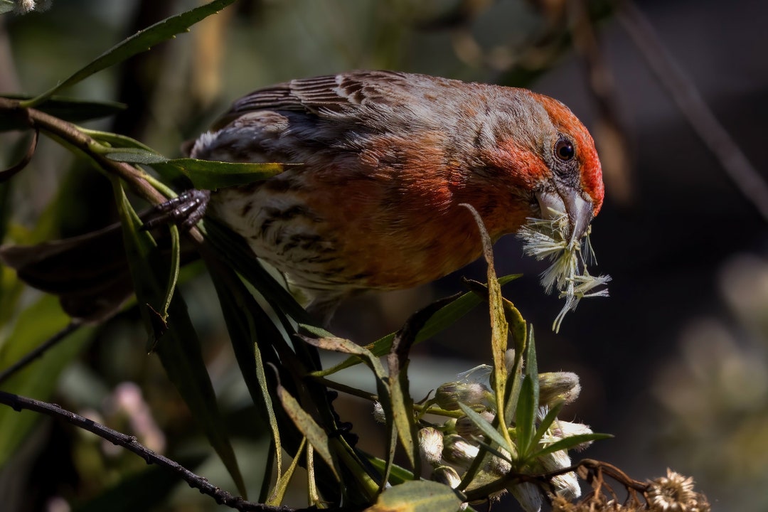 House Finch Eating Etsy