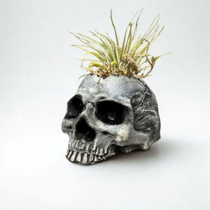 Pode incluir: Um vaso em forma de caveira prateada com uma superfície texturizada. O vaso tem grandes órbitas oculares, uma cavidade nasal e uma mandíbula detalhada. Uma pequena planta espinhosa com tons verdes e castanhos brota do topo da caveira.