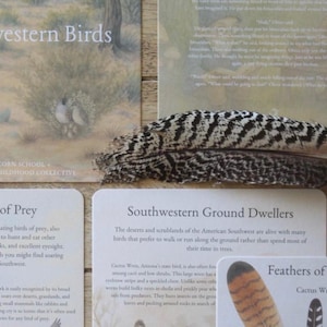Southwest Birds