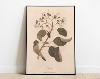 Vintage botanical print, antique art, wall art, home decor