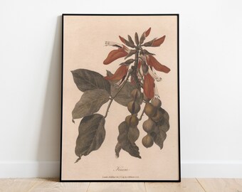 Vintage botanical print, antique art, wall art, home decor