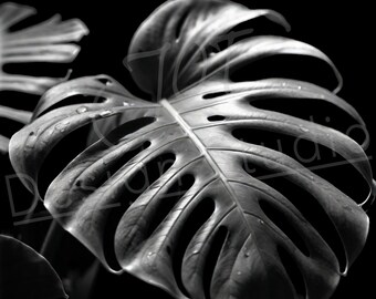 Artistic Monstera PNG / PNG Laser Engraving file for slate / Digital Design / Cheese plant / Split-leaf Philodendron / Laser ready / Plant