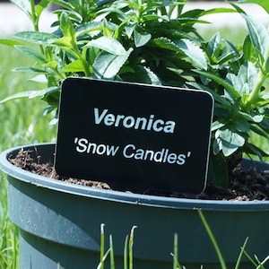 May include: A green plant pot with a black label that reads 'Veronica 'Snow Candles''.