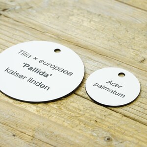 May include: Two white round plant tags with black text. The larger tag reads "Tilia x europaea 'Pallida' kaiser linden". The smaller tag reads "Acer palmatum".