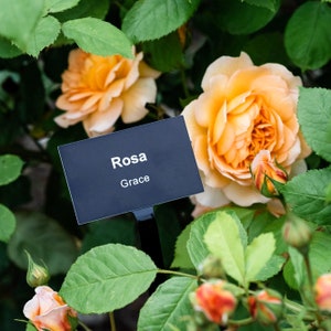 Botanical Plant Label, Personalised & Engraved, Various Sizes and Colours