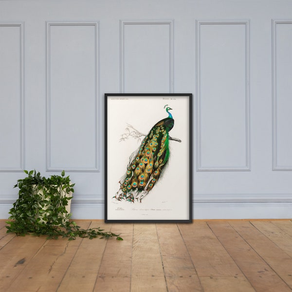 Indian peafowl (Pavo Cristatus) illustrated by Charles Dessalines D' Orbigny | Modern art | Walldecoration | Esthetic decor|Instant Download