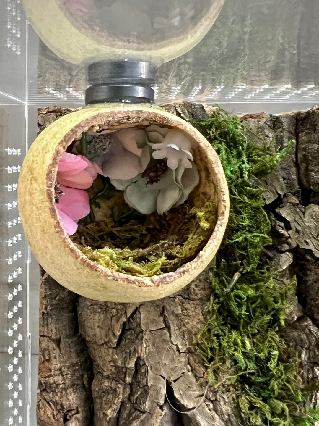 Jumping Spider Hides..with Enclosure Decor Etsy UK