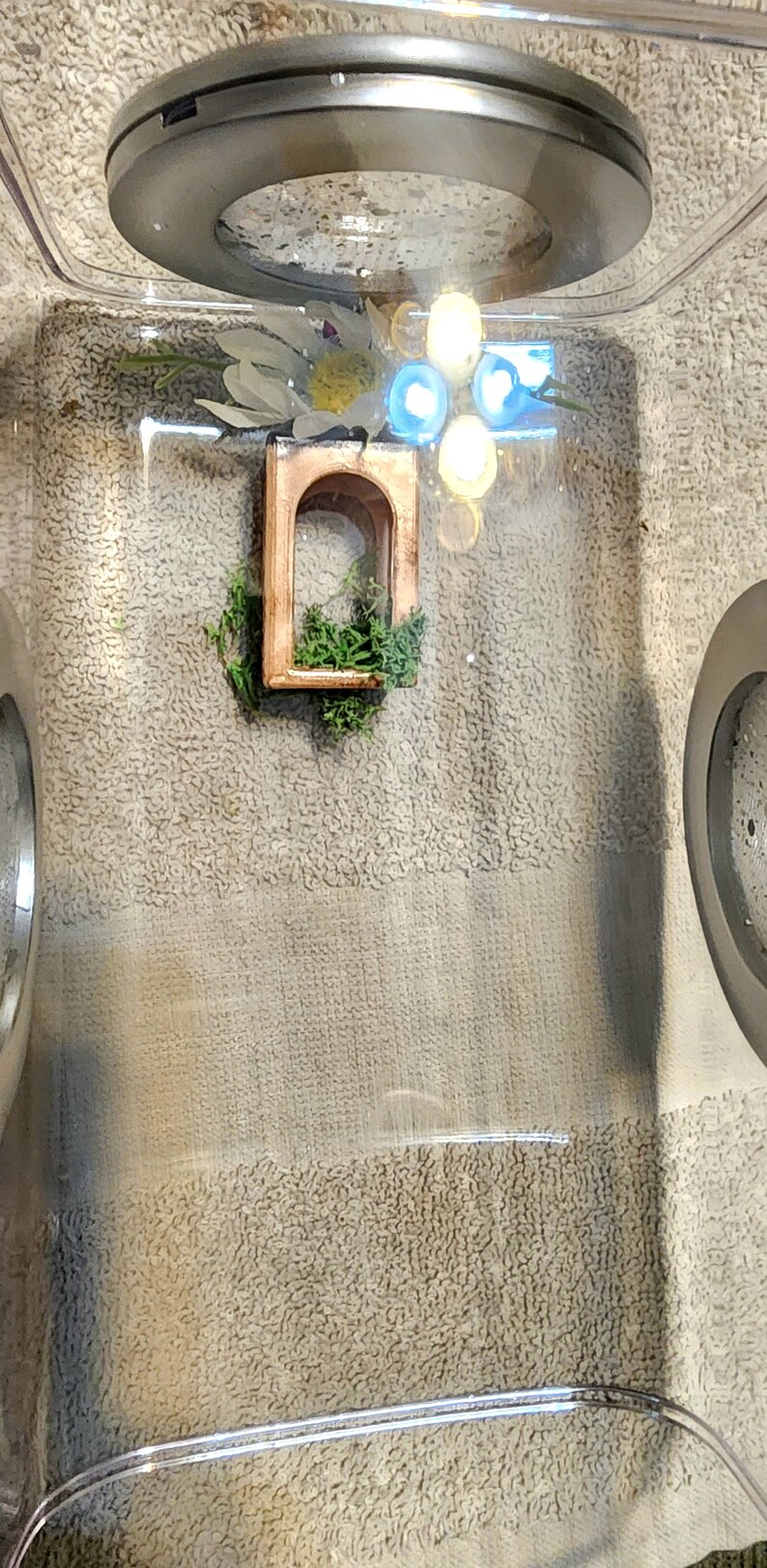 May include: A small wooden archway with a green moss plant inside. The archway is hanging from the top of a clear plastic terrarium. There are three white lights visible in the background.