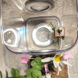 May include: A clear plastic terrarium with a brown base and a white daisy plant inside. The terrarium has two small, round, silver lights inside. There are also two pink heart-shaped decorations inside the terrarium.