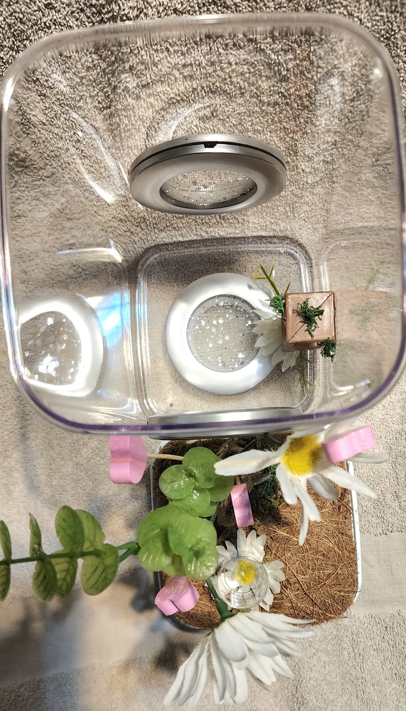 May include: A clear plastic terrarium with a brown base and a white daisy plant inside. The terrarium has two small, round, silver lights inside. There are also two pink heart-shaped decorations inside the terrarium.