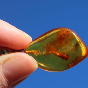 Fossil Insect Baltic Amber Pendant Honey 925 Silver Unisex