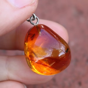 Fossil Insect Baltic Amber Pendant Honey 925 Silver Unisex