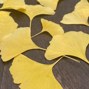 May include: Close-up of several bright yellow ginkgo leaves scattered on a dark brown surface. The leaves have a distinctive fan shape with prominent veining, creating a natural, organic pattern. The image highlights the leaves' texture and color.