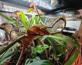 3d Printed Gecko food ledge -Magnetic-