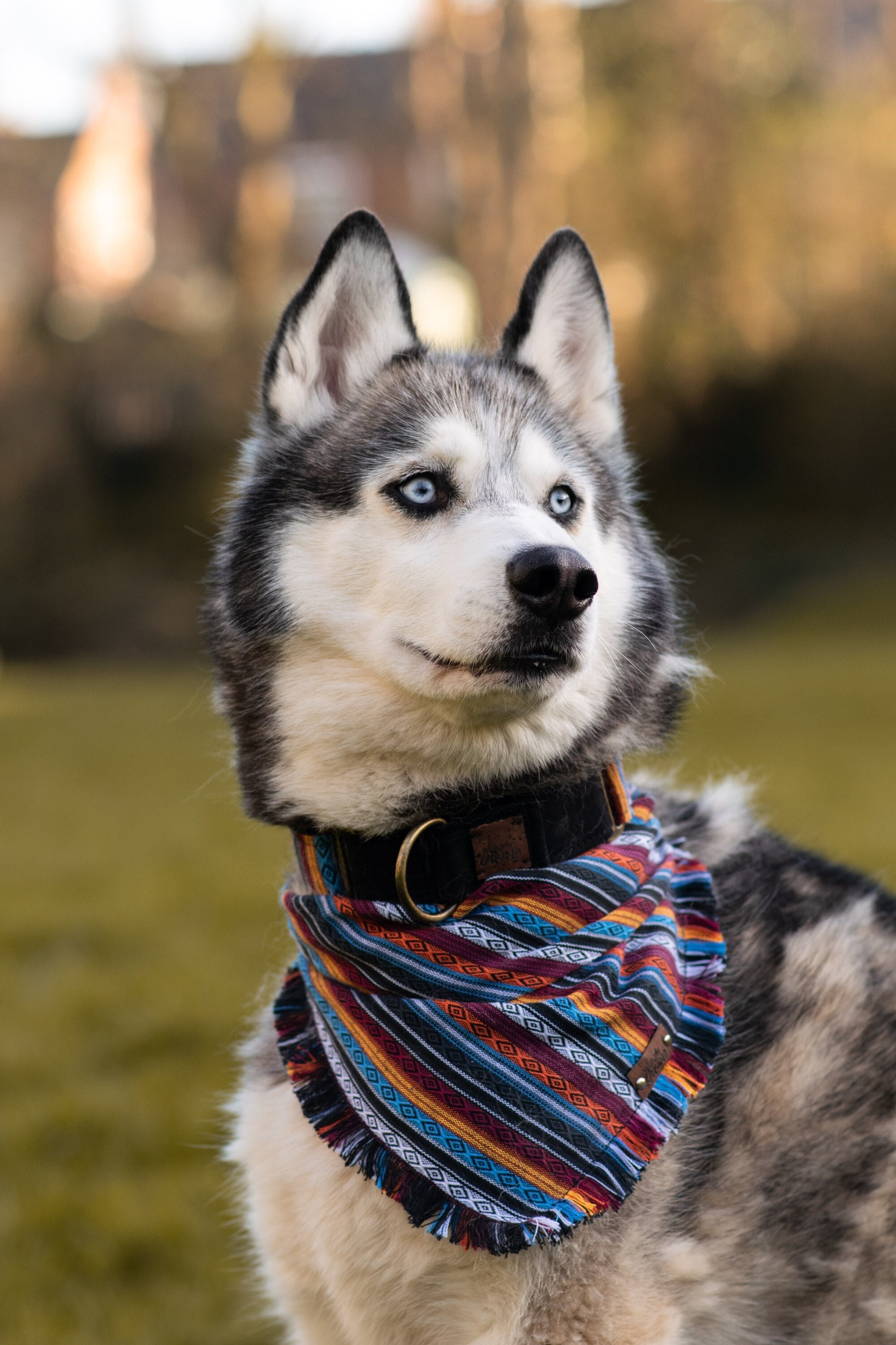 HUSKY WITH resbalar BANDANA