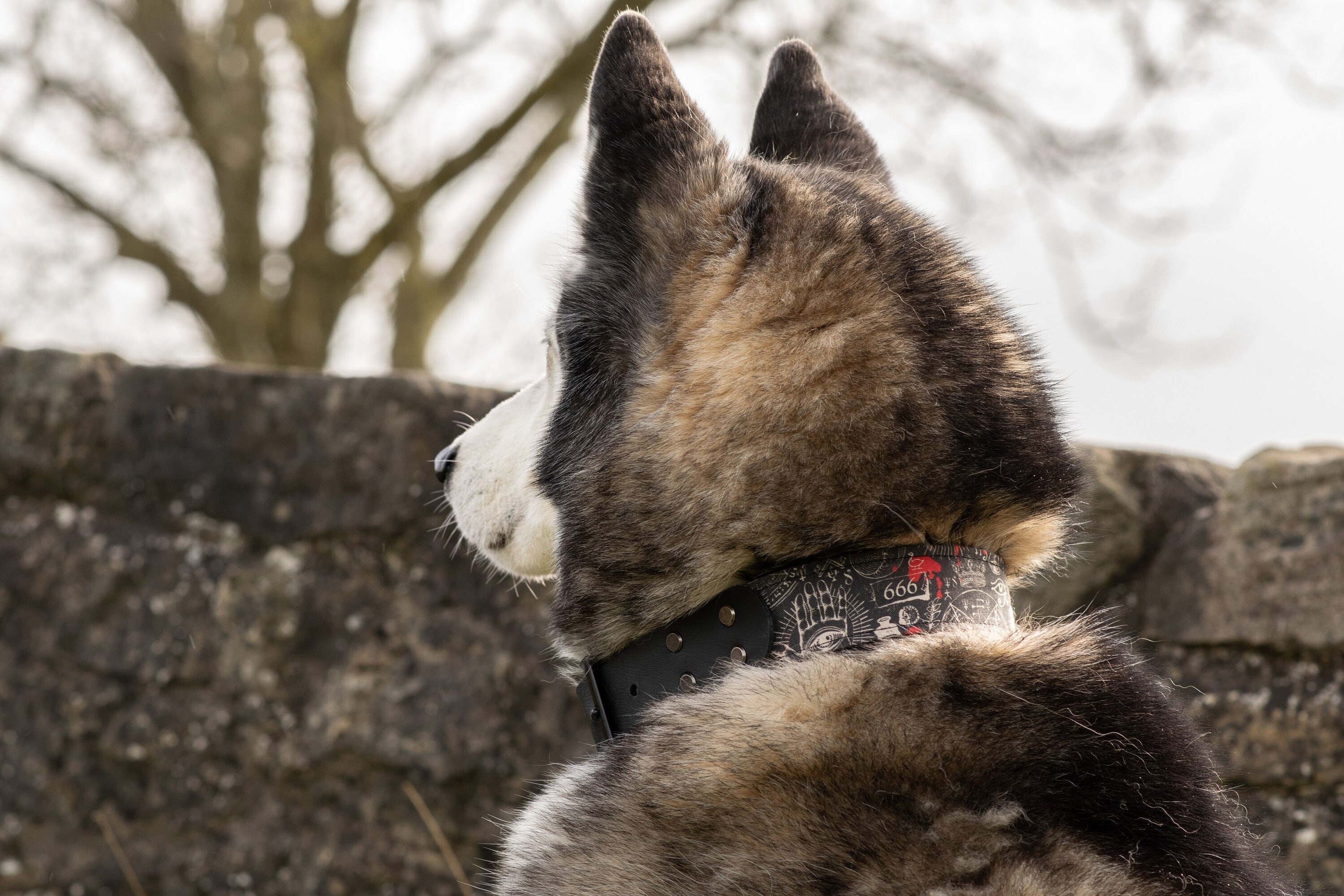 Gothic Buckle Dog Collar Witchy Biothane Collar "Salem"